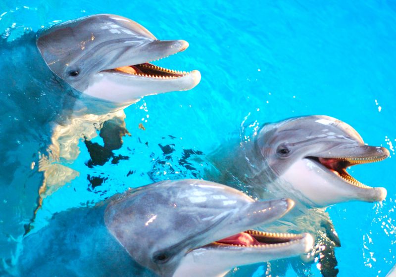 Niezapomniane emocje daruje delfinarium w Truskawcu